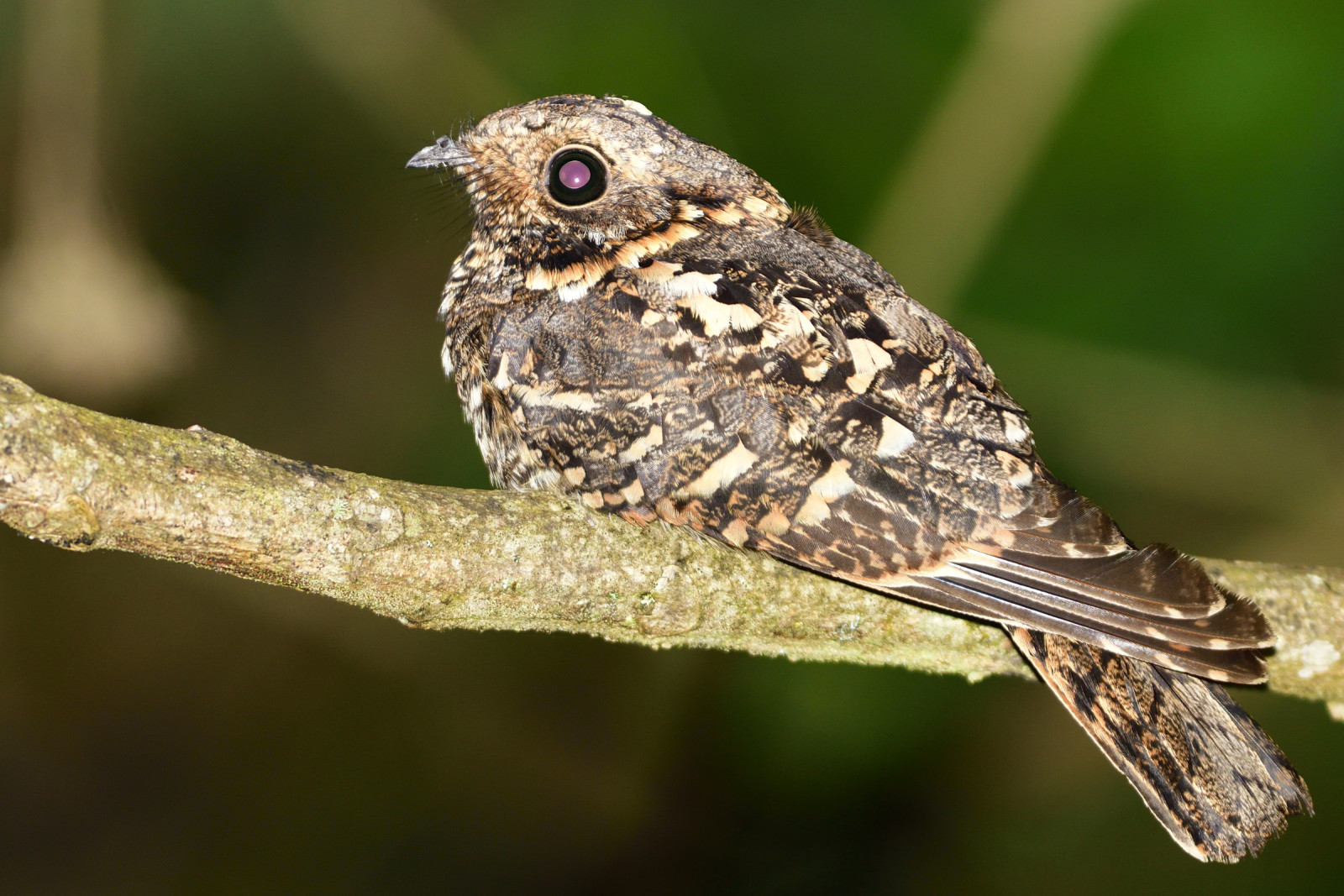 image Abyssinian Nightjar